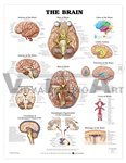 The Brain Anatomical Chart